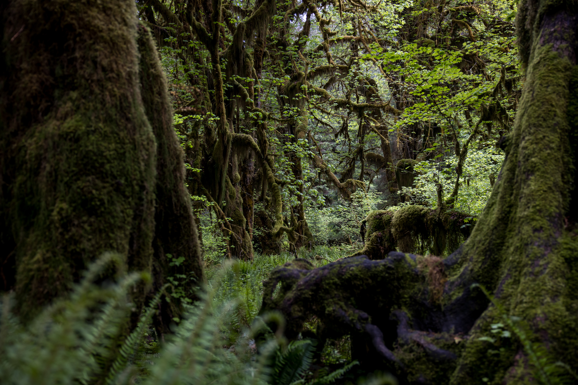 JASON SPETH LANDSCAPE 23